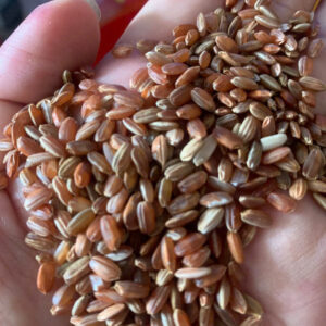 Gạo lứt tẻ đỏ nương macha tây bắc cơm khô nguyên liệu làm bún phở gạo lứt