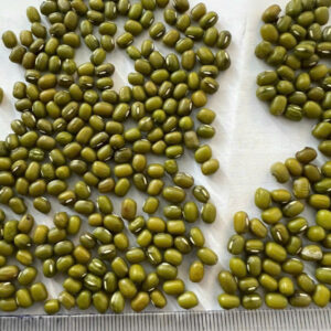 Đậu xanh hạt sạch tách màu size 4.0 đều sẵn số lượng lớn đầy đủ giấy tờ pháp lý