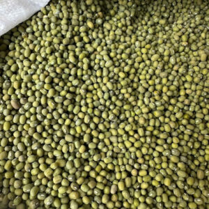 Đậu mốc làm giá loại 1 tỷ lệ nảy mầm đạt 99% giá bụ đẹp - đầy đủ giấy tở pháp lý