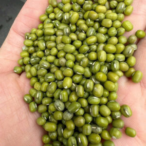 Đậu mỡ làm giá tỷ lệ nảy mầm cao